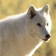 BlackWolf